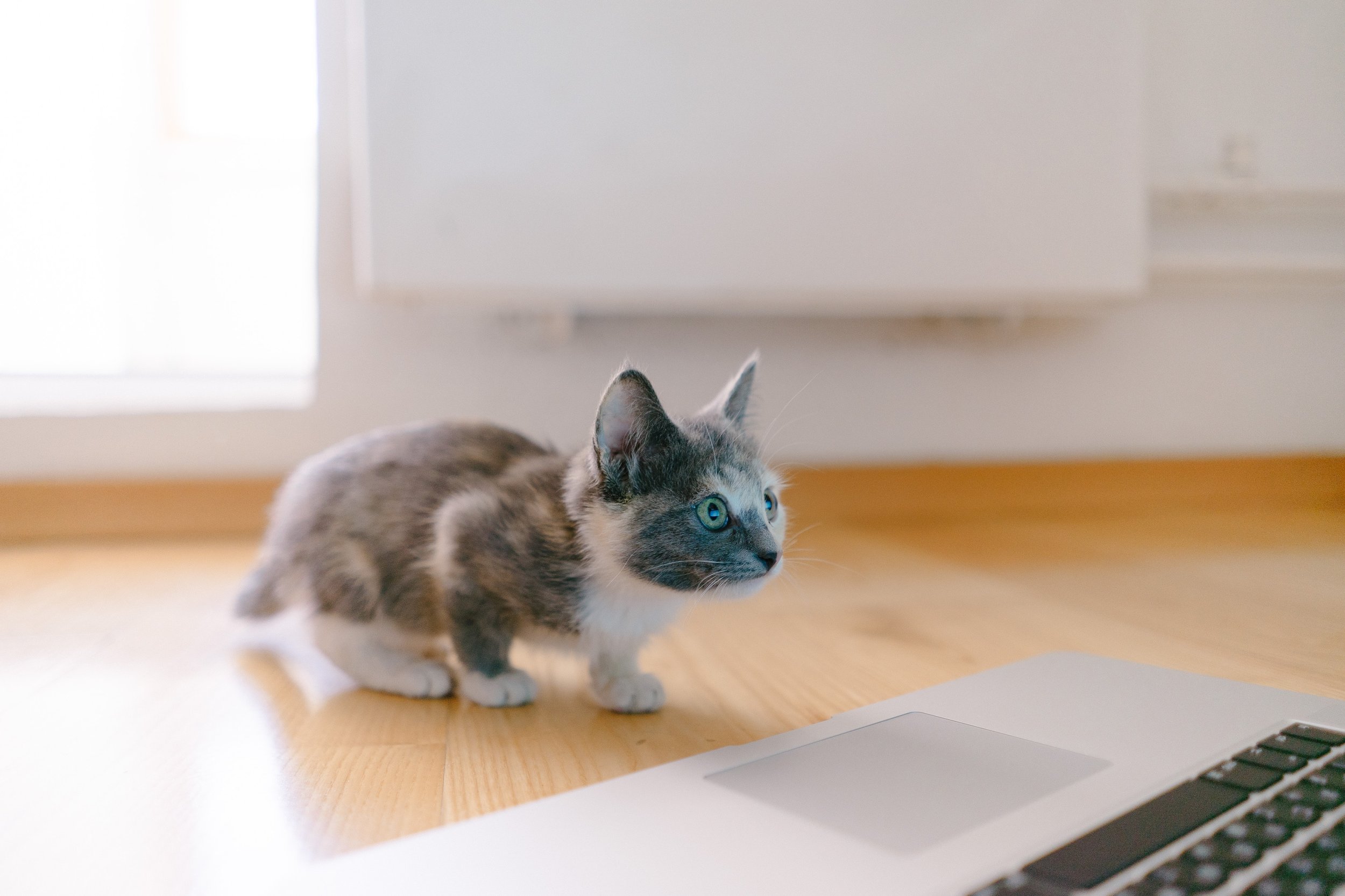 Copywriting and content writing: What’s the difference?